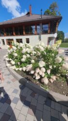 Lilleilu oli Lätis rohkem kui Eestis